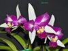 BRASSOLAELIOCATTLEYA HWA YUAN BEAUTY PEARL